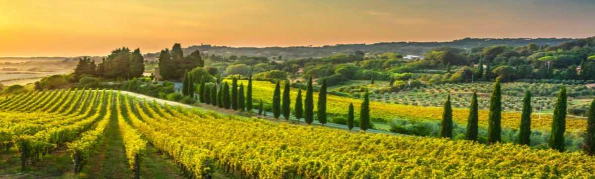 Day Trip From Florence-Walking Florence & Chianti Countryside 8 hours tour